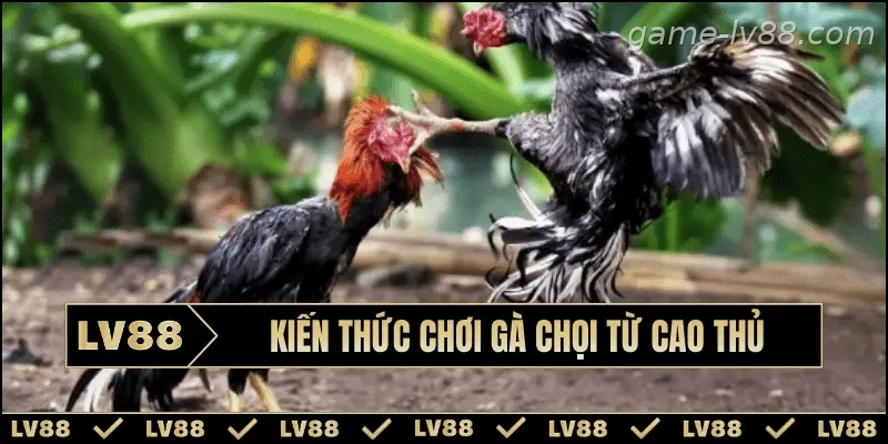 kien-thuc-choi-ga-choi-bia
