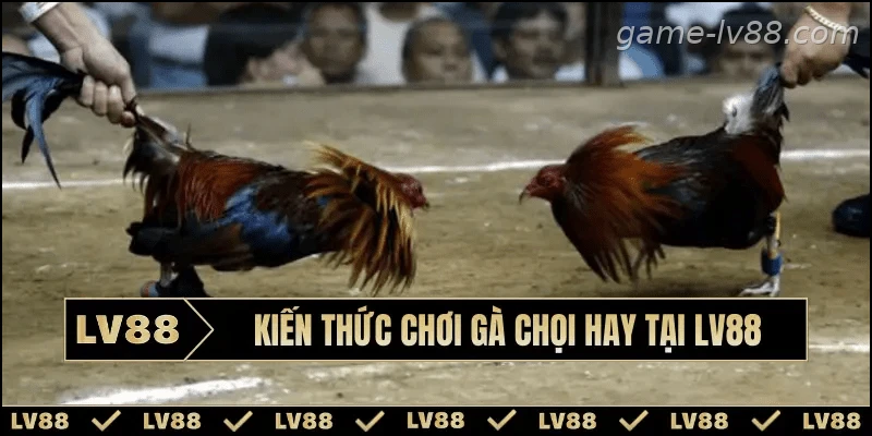 Hướng dẫn đánh giá ngoại hình chiến kê